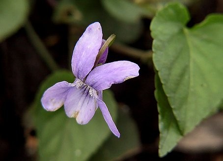 Blauwsporig_bosviooltje190402